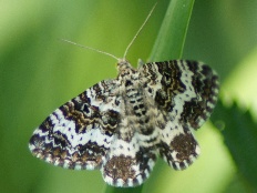 Bomolocha internalis - Ringelleib-Labkrautspanner (Schwarzweissgebänderter Labkrautspanner)